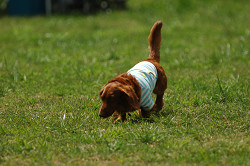 paw_meeting_A-026.jpg