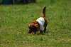 paw_meeting_A-026_thumb.png