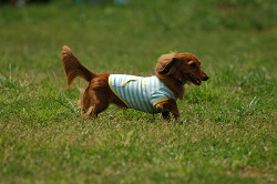 paw_meeting_A-027.jpg