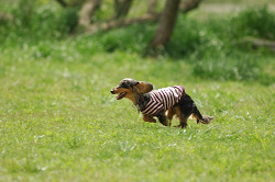 paw_meeting_A-029.jpg