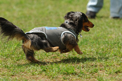 paw_meeting_A-031.jpg