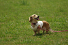 paw_meeting_A-034_thumb.png