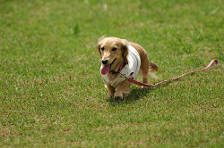paw_meeting_A-035.jpg