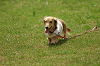 paw_meeting_A-035_thumb.png