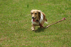 paw_meeting_A-036.jpg