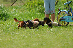 paw_meeting_A-037.jpg