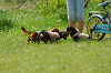 paw_meeting_A-037_thumb.png
