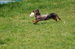 paw_meeting_A-038.jpg