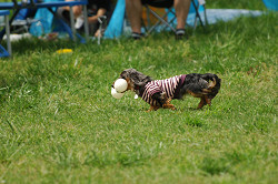 paw_meeting_A-040.jpg