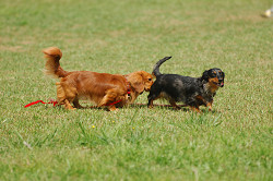 paw_meeting_A-041.jpg