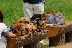paw_meeting_A-042.jpg