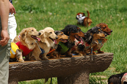 paw_meeting_A-043.jpg