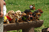 paw_meeting_A-043_thumb.png
