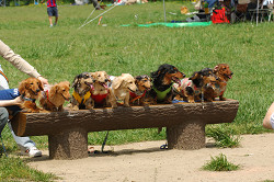 paw_meeting_A-044.jpg