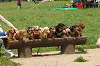 paw_meeting_A-044_thumb.png