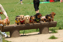 paw_meeting_A-046.jpg