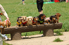 paw_meeting_A-046_thumb.png