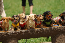 paw_meeting_A-047.jpg