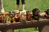 paw_meeting_A-047_thumb.png