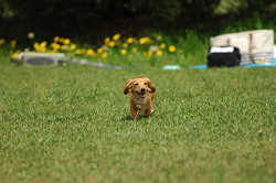 paw_meeting_A-048.jpg