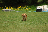 paw_meeting_A-048_thumb.png