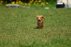 paw_meeting_A-049.jpg