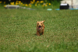 paw_meeting_A-050.jpg