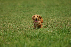paw_meeting_A-051.jpg