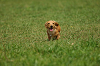 paw_meeting_A-051_thumb.png