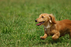 paw_meeting_A-052_thumb.png