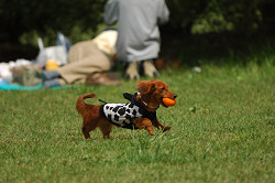 paw_meeting_A-053.jpg