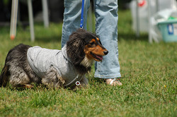 paw_meeting_A-057.jpg