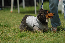 paw_meeting_A-058.jpg