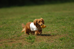 paw_meeting_A-060.jpg