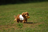 paw_meeting_A-060_thumb.png