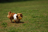 paw_meeting_A-061_thumb.png
