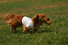 paw_meeting_A-063_thumb.png