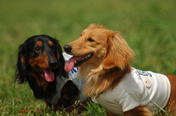 paw_meeting_A-068.jpg