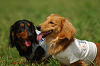 paw_meeting_A-068_thumb.png