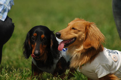 paw_meeting_A-069.jpg