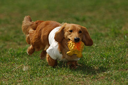 paw_meeting_A-070.jpg