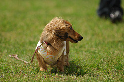 paw_meeting_A-071.jpg