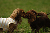 paw_meeting_A-072_thumb.png