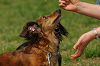paw_meeting_A-073_thumb.png
