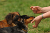 paw_meeting_A-074_thumb.png