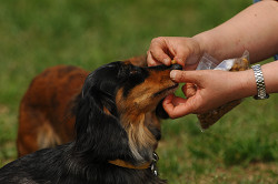 paw_meeting_A-075.jpg
