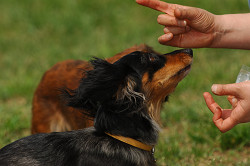 paw_meeting_A-076.jpg