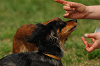 paw_meeting_A-076_thumb.png