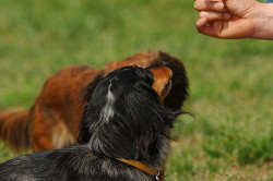 paw_meeting_A-077.jpg