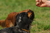 paw_meeting_A-077_thumb.png